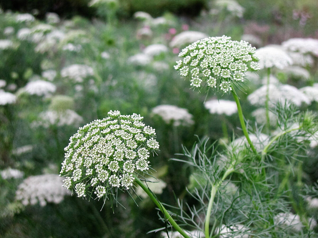 Ammi Majus Blomsterfrø til udplantning - 100 stk