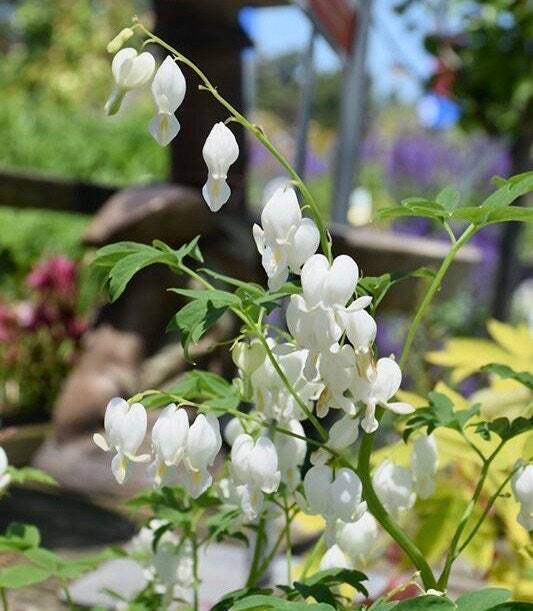 Hvide hjerte blomsterfrø til plantning - 100 stk