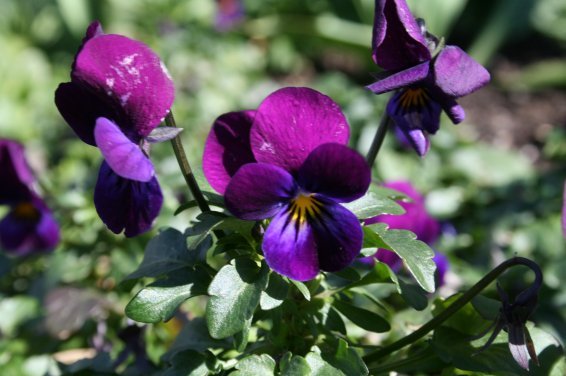 Viola Cornuta Flower Seeds for Planting – Heirloom & Non-GMO Cool Season Blooming Seeds
