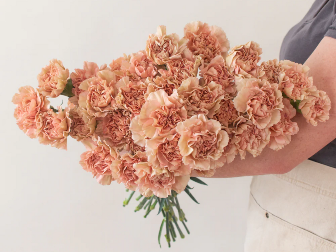 Heirloom Non-GMO Brown Carnation Flower Seeds for Planting – Unique Fragrant Bloom Seeds