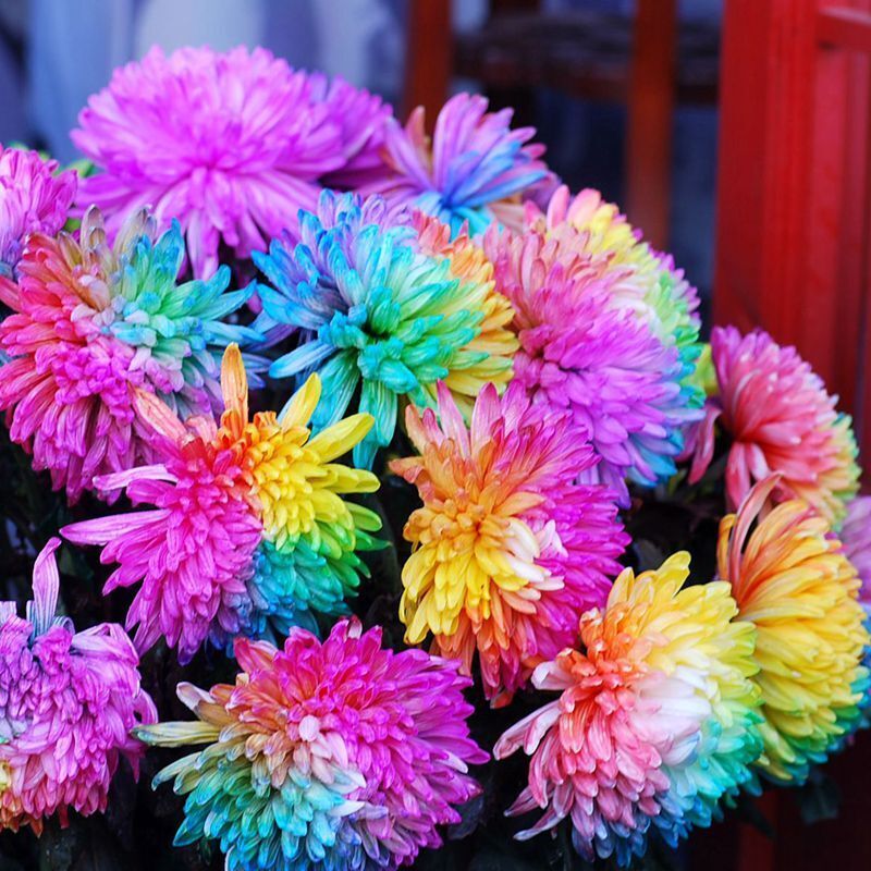 Rainbow Chrysanthemum Flower Seeds for Planting - 100 pcs