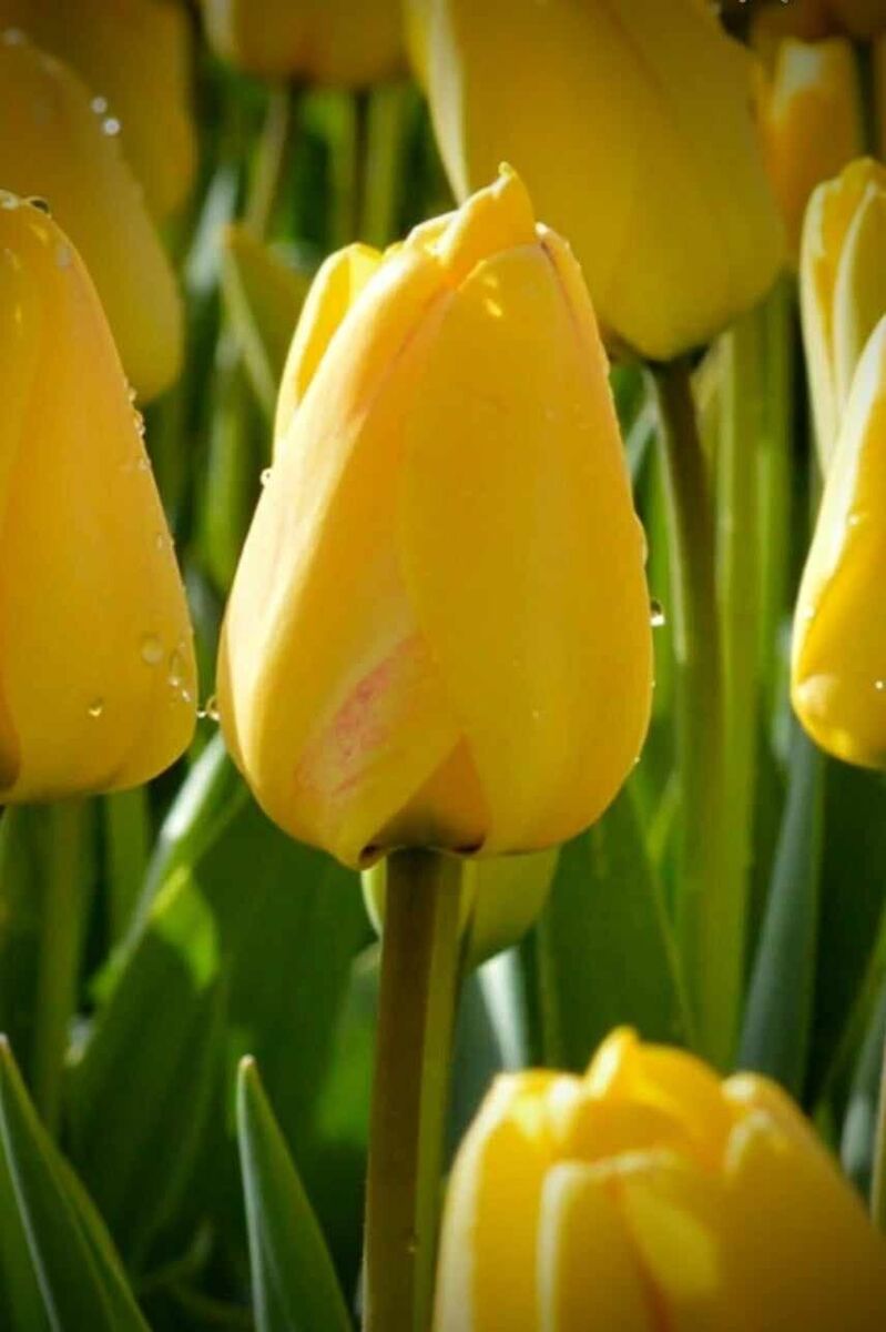 Yellow Tulip Flower Seeds for Garden - 200 pcs