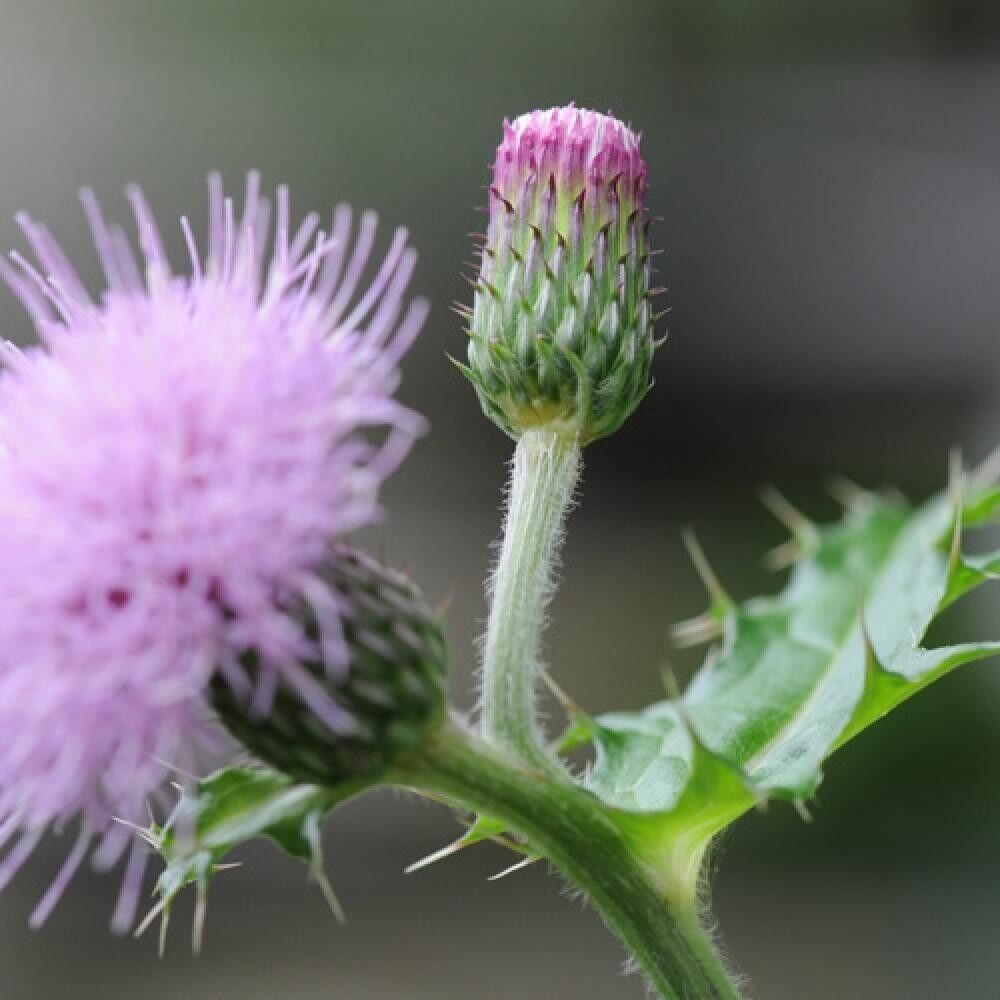 Cirsium Rose Flower Seeds for Planting, 100 pcs