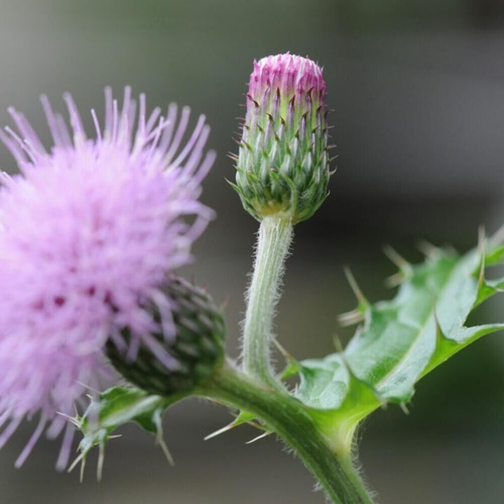 Cirsium Rose Blomsterfrø til udplantning, 100 stk