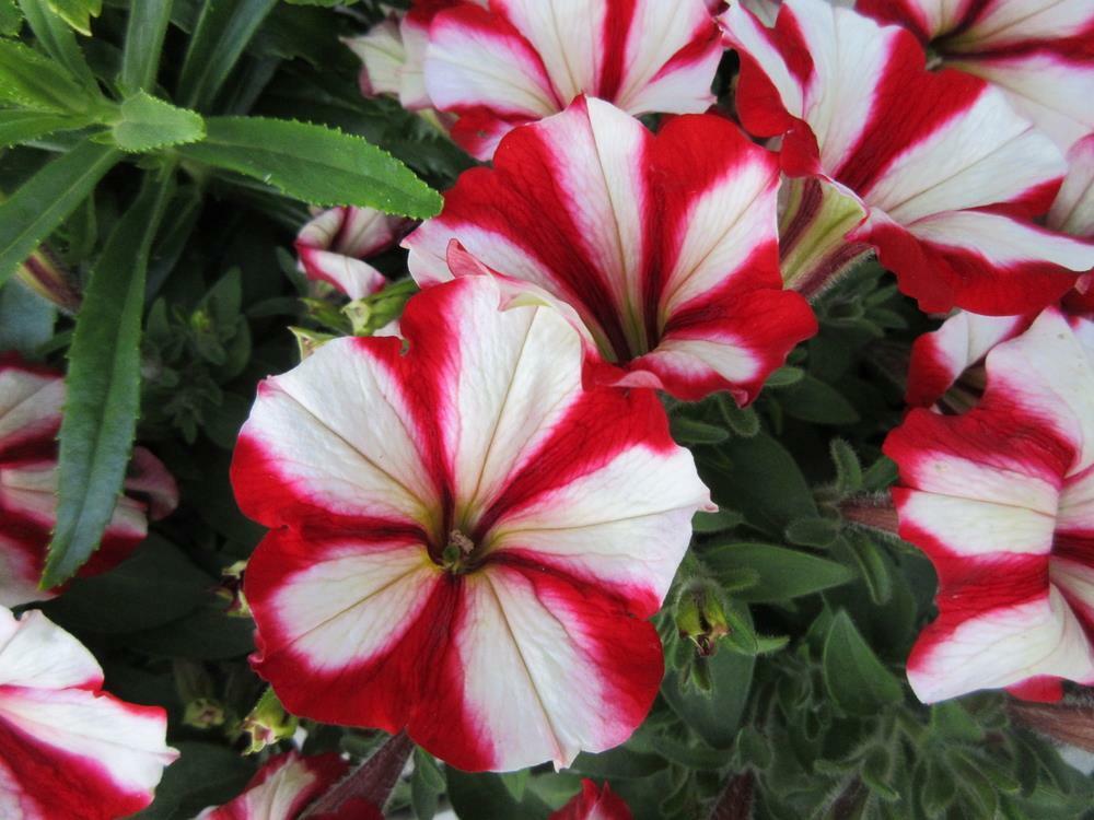 Friske Petunia Hybrida hængende blomsterfrø til udplantning, rød 100 stk