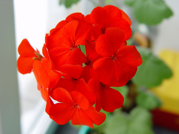 Geranium Blomsterfrø til Plantning Mørk Orange 100 stk