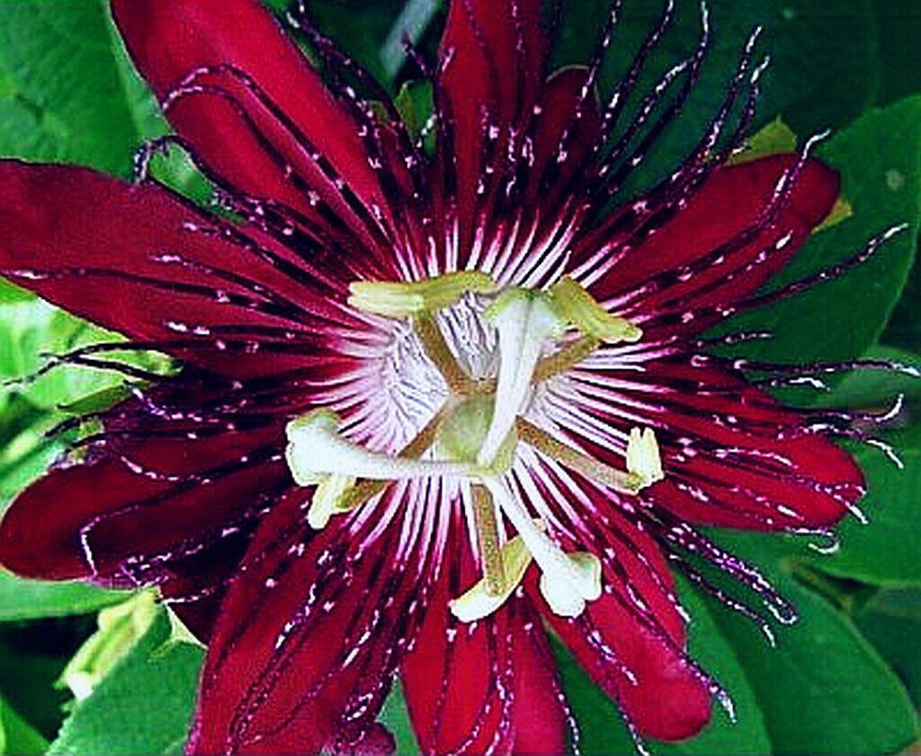 Passiflora Incarnata Blomsterfrø til udplantning - Pink 100 stk