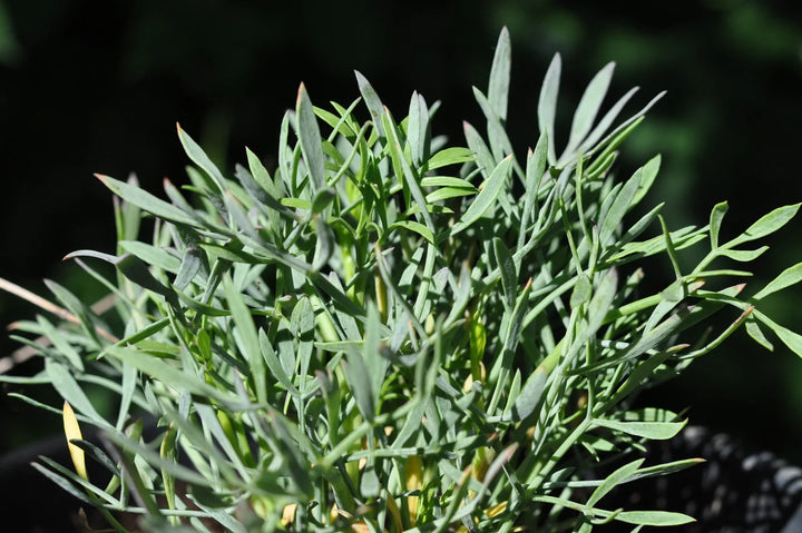 CRITHMUM MARITIMUM Seeds