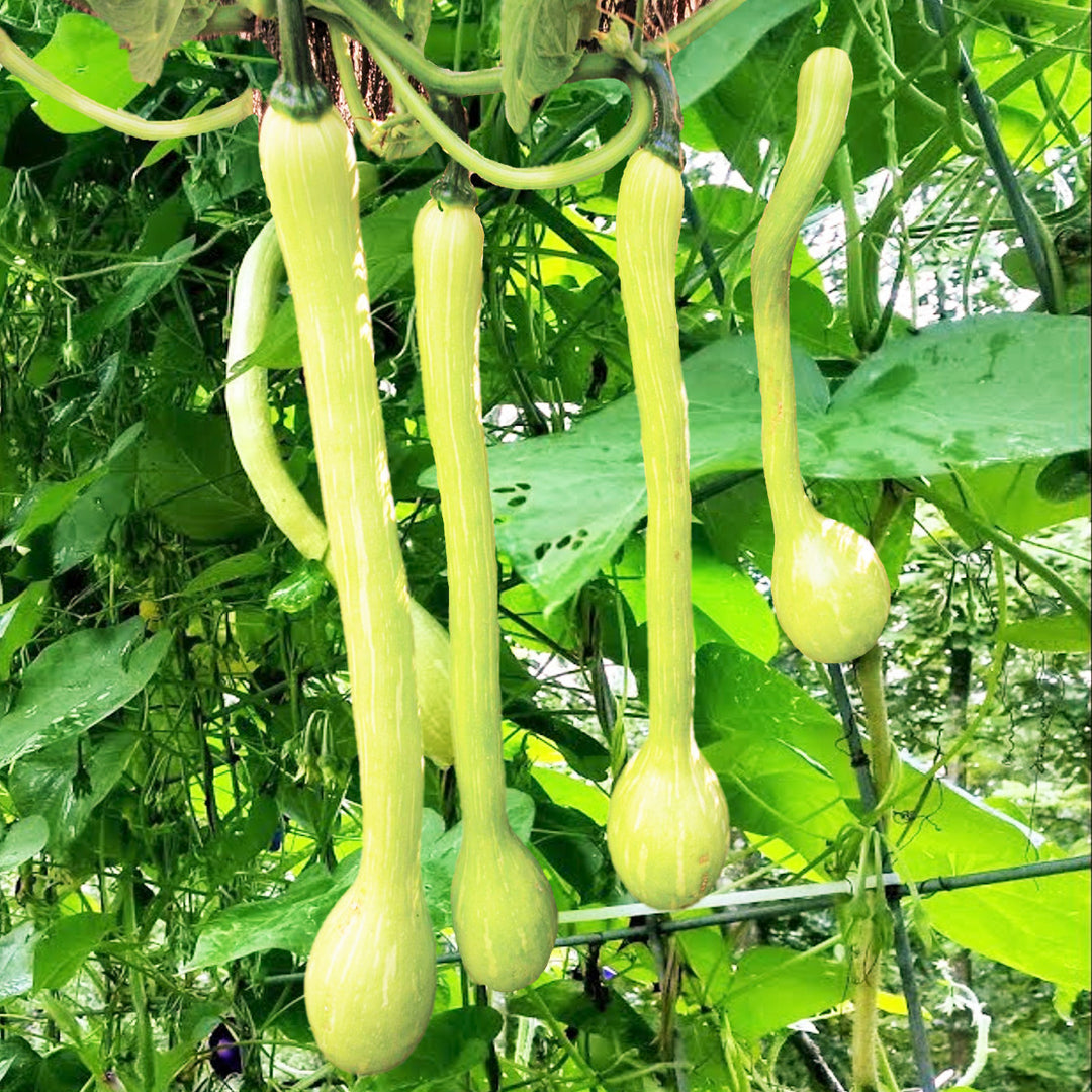 Heirloom Non-GMO Tromboncino Summer Squash Seeds for Planting – High Germination Organic Garden Seeds