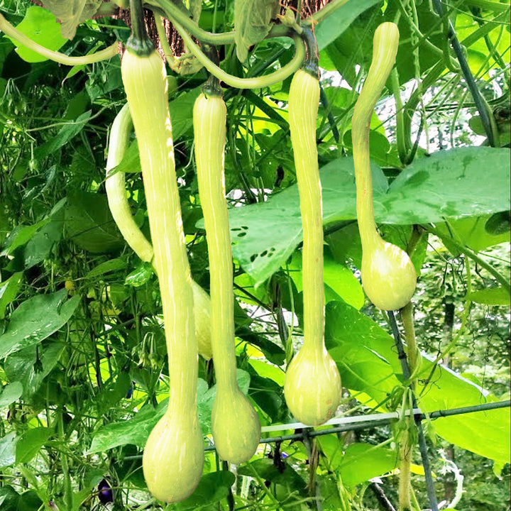 Heirloom Non-GMO Tromboncino Summer Squash Seeds for Planting – High Germination Organic Garden Seeds