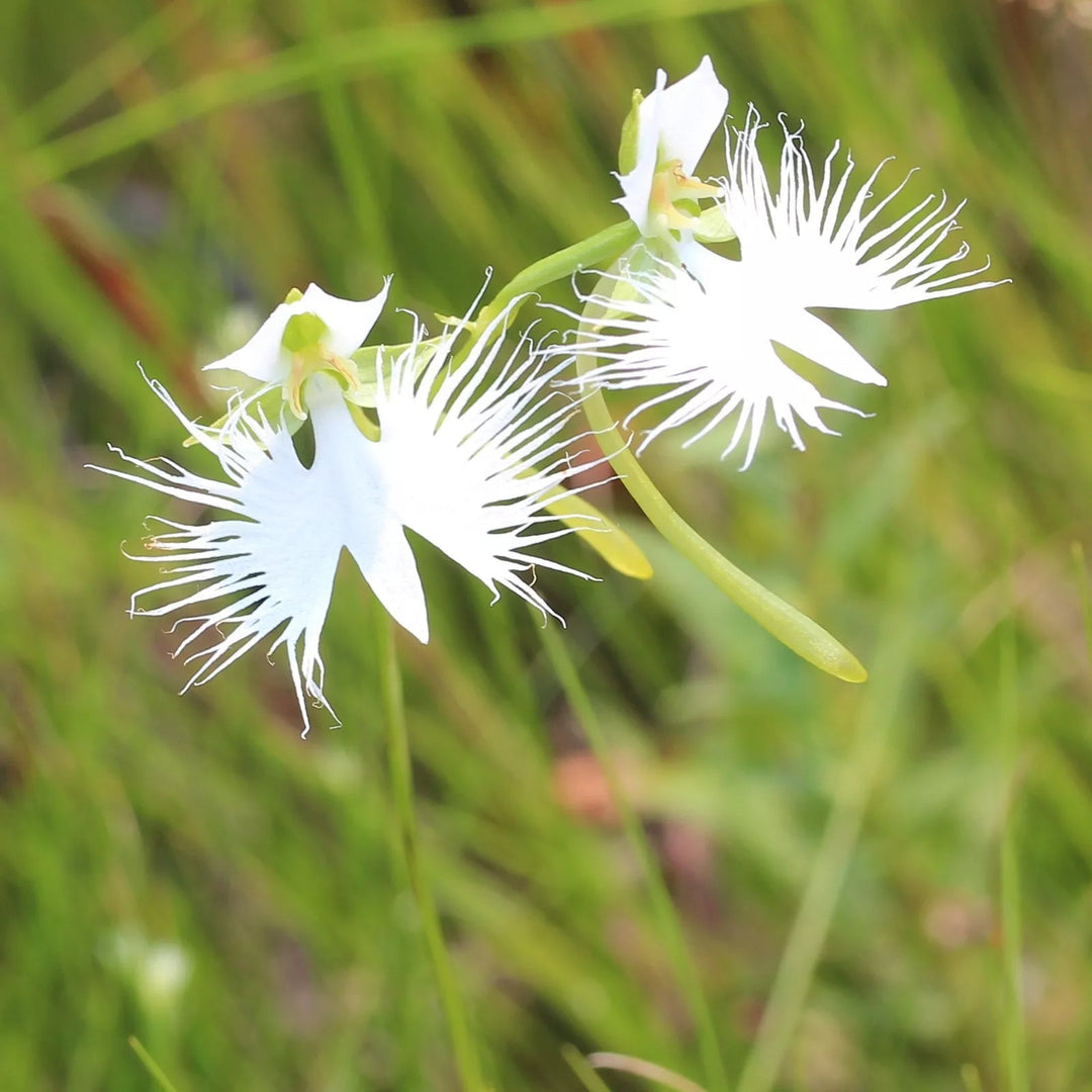 white organic flower seeds