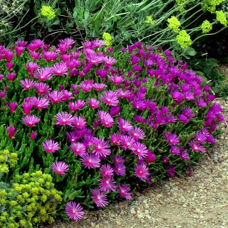 purple organic flower seeds