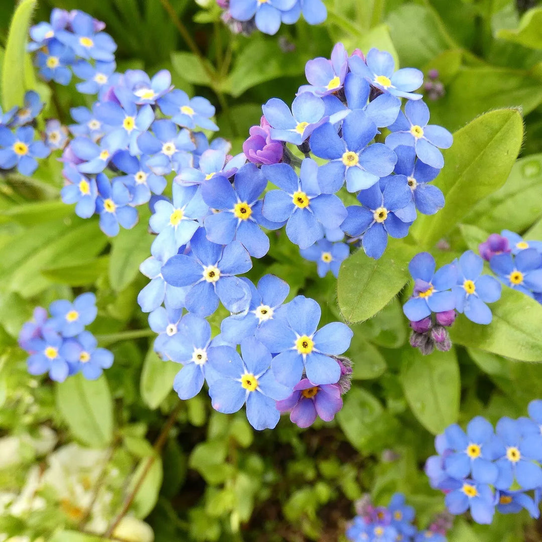 blue organic flower seeds