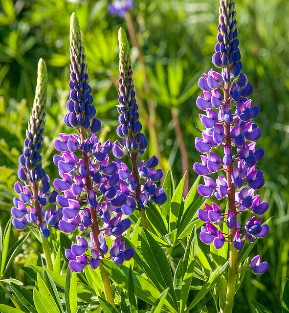 purple arroyo flower seeds
