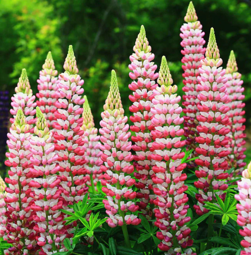 The Chatelaine Pink Lupine Flower Seeds for Planting – Heirloom, Non-GMO, High Germination Garden Seeds