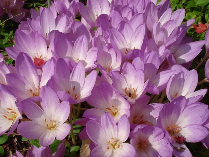 Efterårskrokusblomsterfrø til plantning, arvestykke, ikke-GMO, 100 stk.