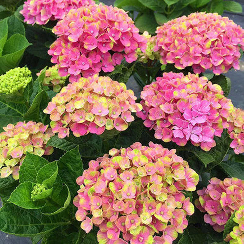 Yellow Pink Hydrangea Flower Seeds for Planting - 100 pcs