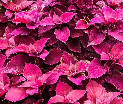 Velvet Coleus Jazz Flower Seeds for Planting – Heirloom, Non-GMO, High Germination Ornamental Foliage Garden Seeds