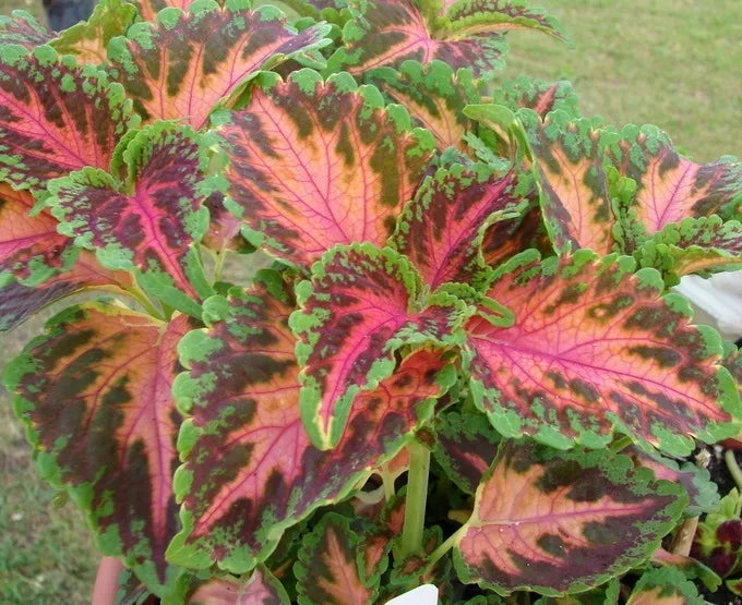 Wizard Coral Sunrise Shade Loving For Planting Non Gmo Colorful Ornamental Foliage Variety Flower