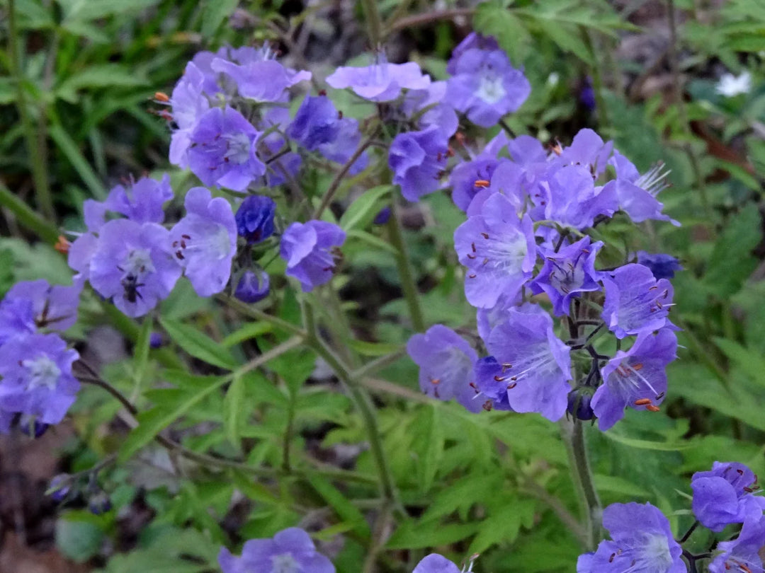 Phacelia bipinnatifida Seeds