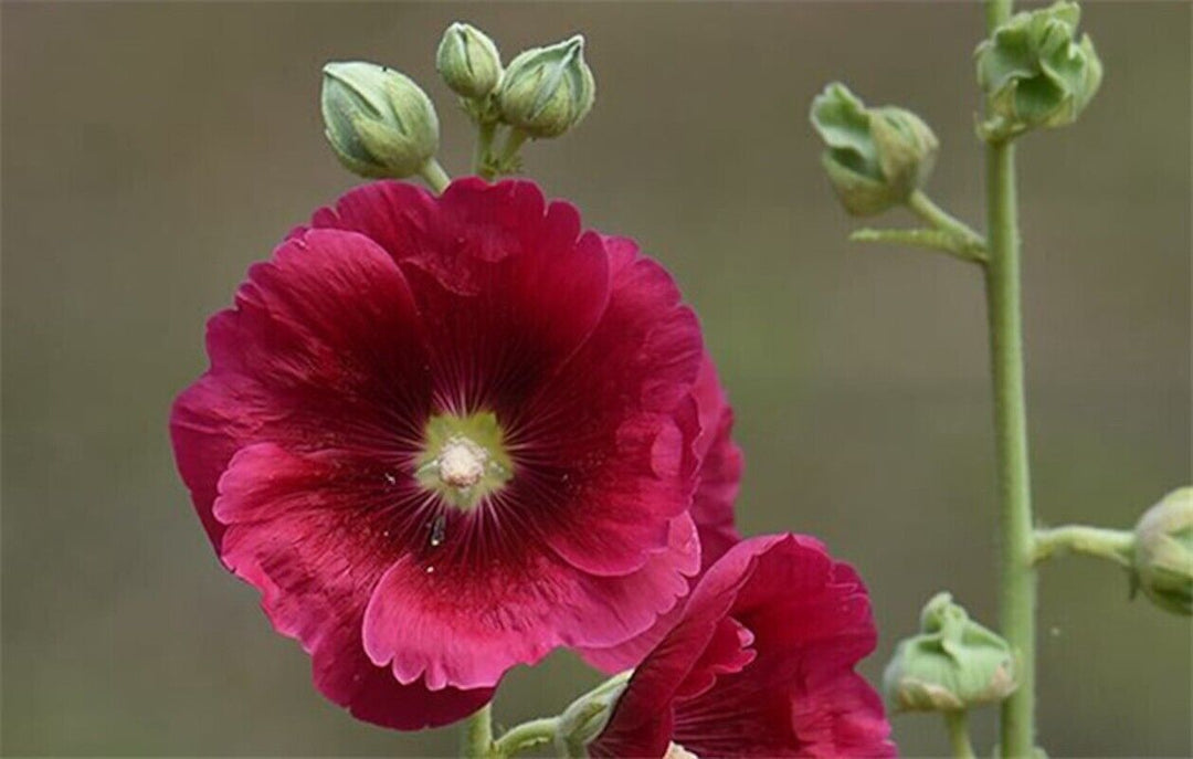 Maroon Hollyhock Flower Seeds for Planting, 100 pcs