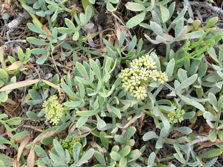 CRITHMUM MARITIMUM Seeds