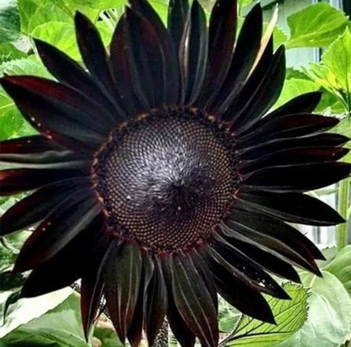 Organic Heirloom Non-GMO Black Sunflower Seeds for Planting – Unique Garden Blooms