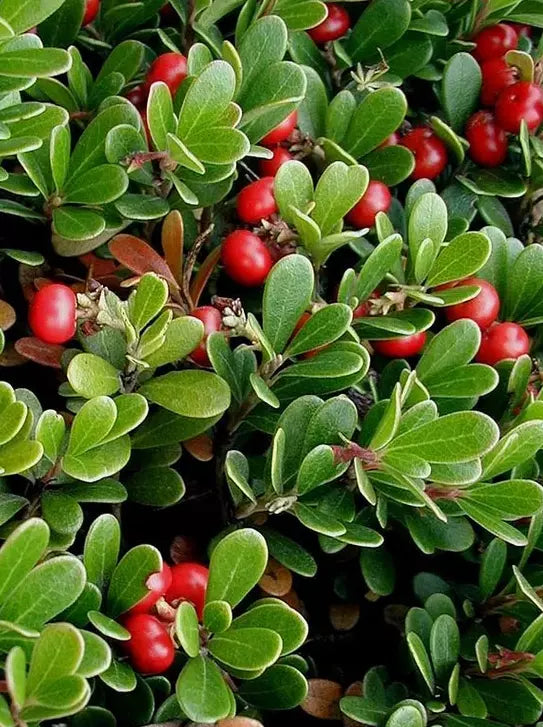 Bearberry Seeds Arctostaphylos Uva-Ursi Gayuba Fruit Seeds for Planting - Delicious Strawberry-like Fruit for Your Garden