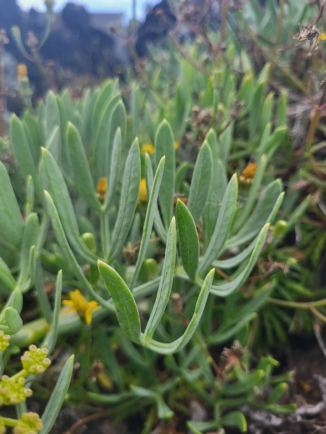CRITHMUM MARITIMUM Seeds