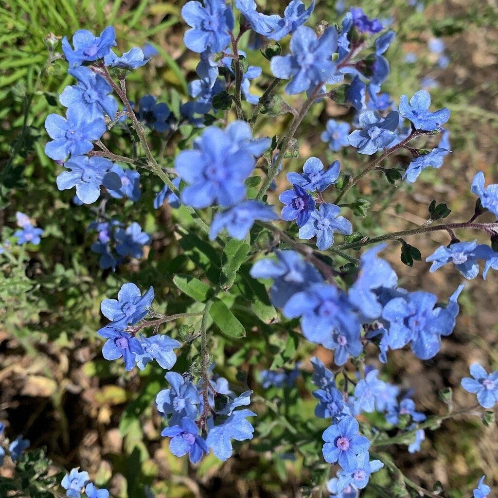 chinese forgot flower seeds