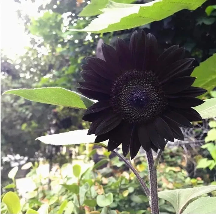 Organic Heirloom Non-GMO Black Sunflower Seeds for Planting – Unique Garden Blooms