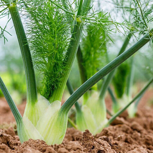 Florence Fennel Seeds for Planting – Heirloom & Non-GMO Bulbing Herb for Culinary & Medicinal Gardens