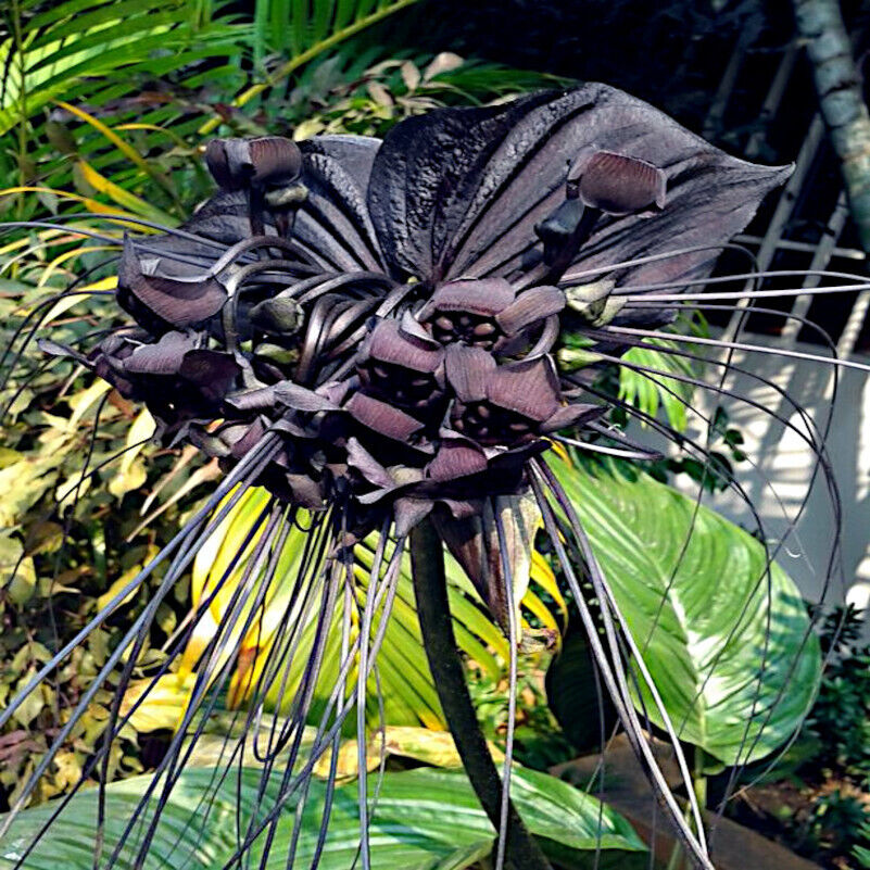 Heirloom Non-GMO Black Butterfly Orchid Flower Seeds for Planting – Rare Exotic Blooms