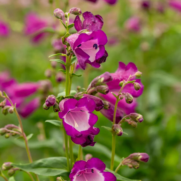 Organic Heirloom Non-GMO Violet Penstemon Seeds for Planting – High Germination Organic Garden Seeds for Colorful Blooms