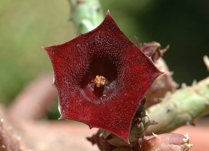 Huernia Keniensis Blomsterfrø til udplantning, 100 stk