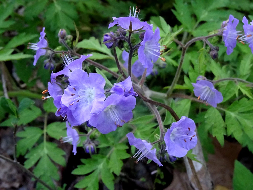 Phacelia bipinnatifida Seeds