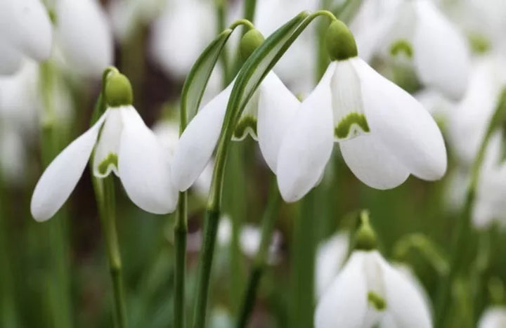 Organic Galanthus Flower Seeds White for Planting – Heirloom, Non-GMO