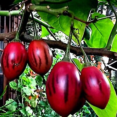 Tamarillo Frugtfrø til dyrkning af eksotiske træer 100 stk