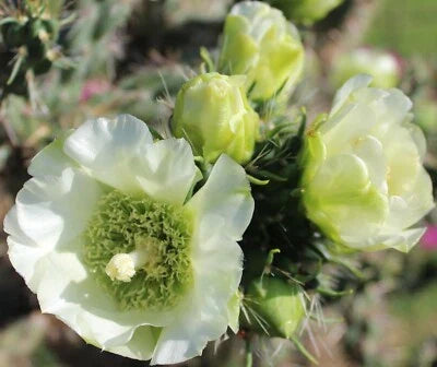 white cholla flower seeds