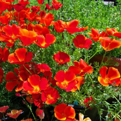 Red Chief Calinia Poppy Planting Heirloom Non Gmo Flower Seeds Home Garden Planting,