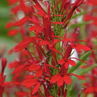 cardinal flower flower seeds