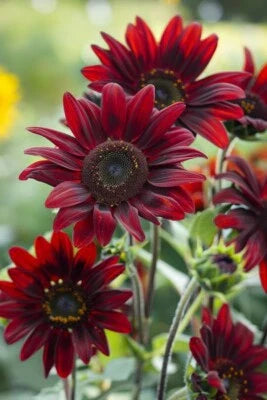 chocolate cherry flower seeds