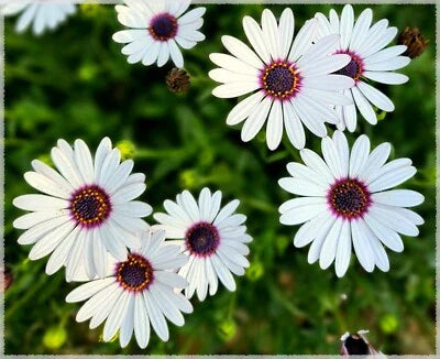 white blue flower seeds