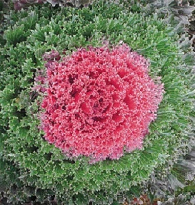 red flowering flower seeds