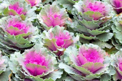 red russian flower seeds