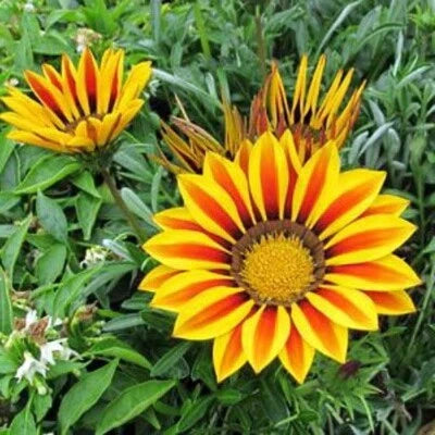 gold gazania flower seeds