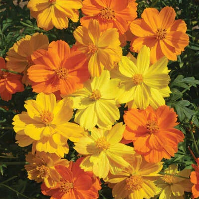 bright lights flower seeds