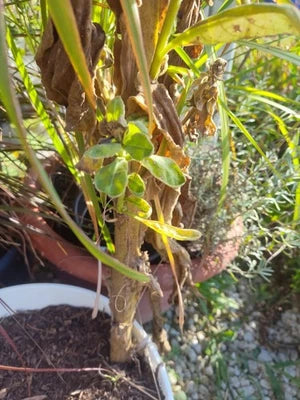 great mullein flower seeds