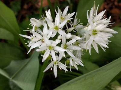 allium ursinum flower seeds