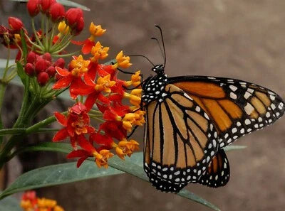 Blood Flower Planting Tropical Milkweed Mexican Butterfly Weed Heirloom Non Gmo Flower Seeds
